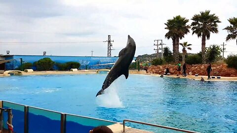 The famous Dolphin show Attica Zoo Athens HD video #zoo #attica