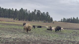 Bison Field in Bearizona 09/26/2021