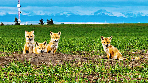 Adorable BABY Foxes At The Farm!!