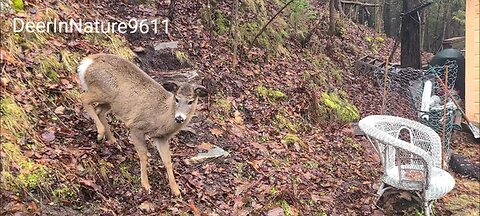 Camino scares the deer