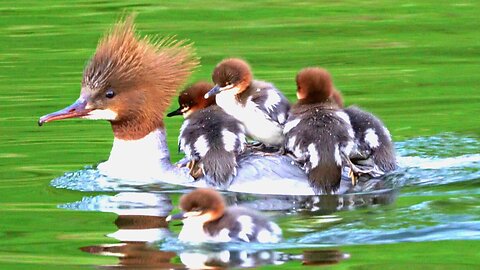 Ducklings Aboard, Mother Goosander Duck Is Leaving