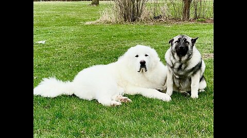 Everest from our Second Litter, Sold On 2021-12-23 at 17 weeks old, weighed 60lbs