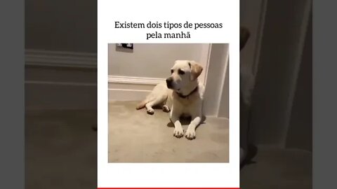 Animais engraçado 2022 cachorro gatos inéditas cenas fortes #short