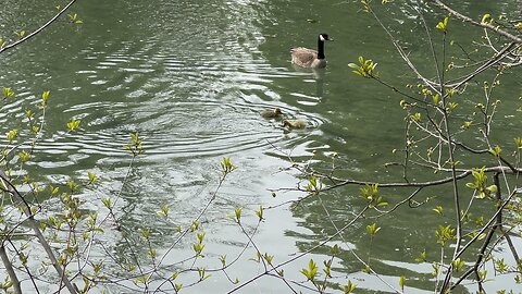 Canada Goose typical Canadian family