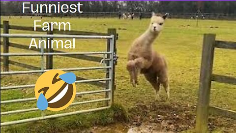 Funniest farm animals