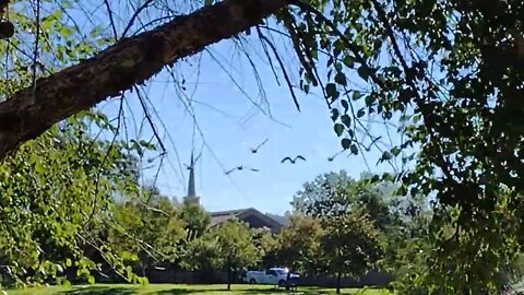 Geese Flyover