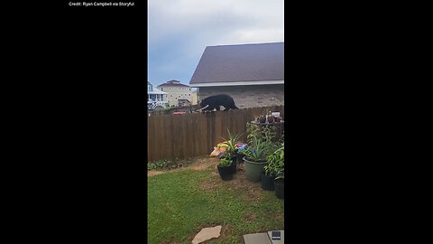 Bear Spotted Balancing On Florida Home Fence