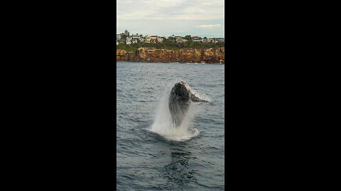 Humpback whales passing Sydney on their northern migration from Antarctic waters.