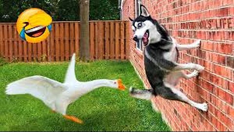 Best Funny Animal Videos 🤣Part #75