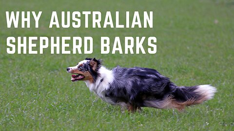 Why Australian shepherd bark