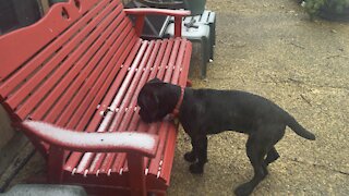 Queen Sophia Kay of the South AKC 2nd snow