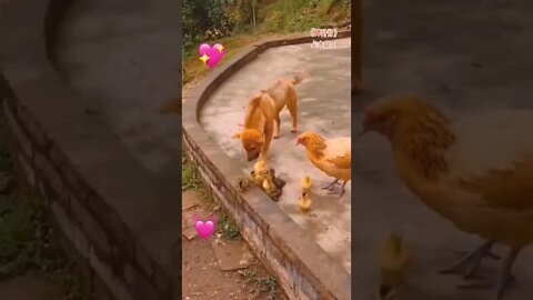 Animais engraçados 3 Cachorro e Galinha #shorts