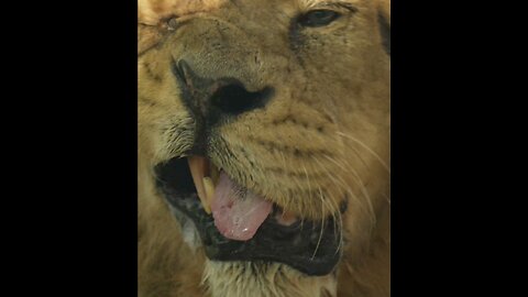 Lion's Hilarious Sneeze Face