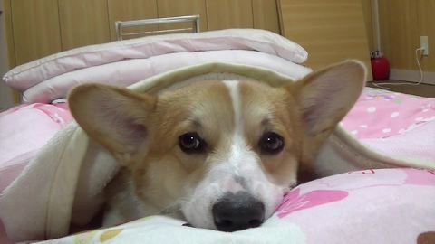 Nothing is as precious as this sleepy Corgi