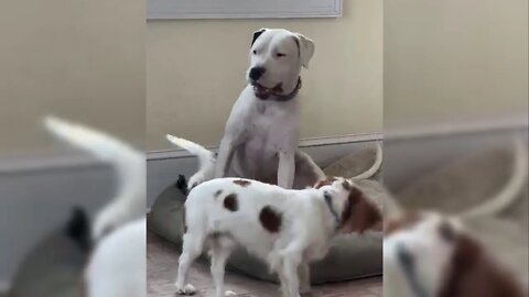 Dogo Argentino VS Cavalier King Charles Spaniel