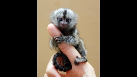 World's smallest monkey 😱