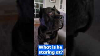 Cane Corso TERRIFIED looking #shorts #viral #pets #funnydogs