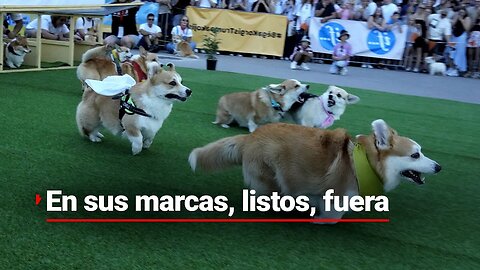 HUELLITAS Y RABITOS | Lituana celebró una emocionante carrera de corgis