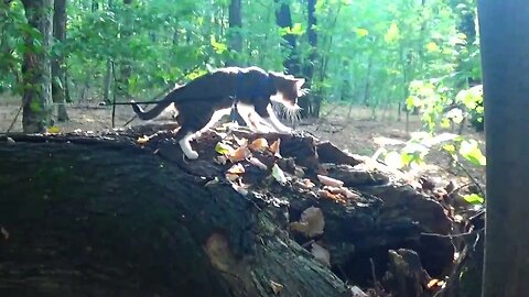 Cat Walks Along a Fallen Tree