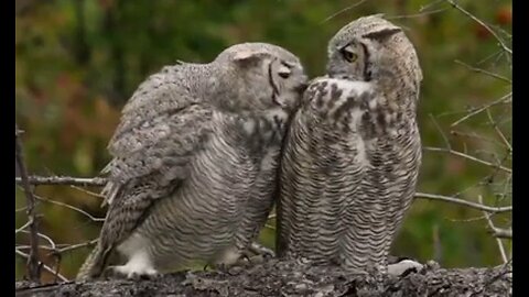 Who Loves Ya Baby? Hoo? Hoo? - HaloRock