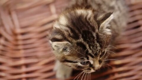 Cute kitty walking on the wooden basket