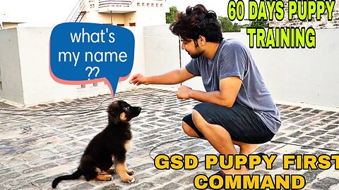 2 MONTHS OLD GSD PUPPY TRAINING/ MY GSD PUPPY FIRST COMMAND/