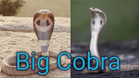 Indian big Cobra