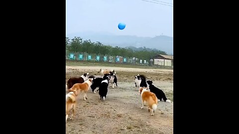 Dogs Play With Balloon