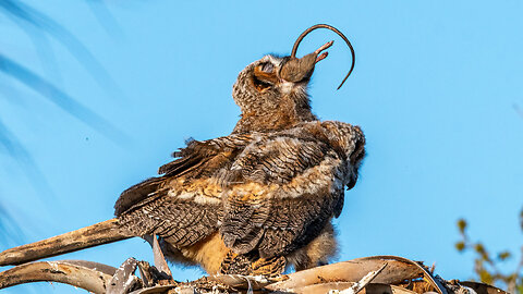 Crazy Video of Fledgling Owls Devouring Rats