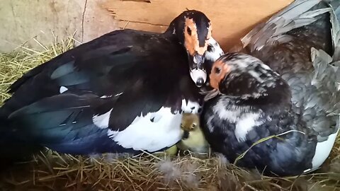 2 Muscovy ducks, 2 eggs have hatched 14th March 2021 ( Video 2 )