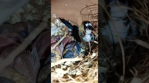 MASHA'ALLAH bengalese with Gouldian Finch chicks