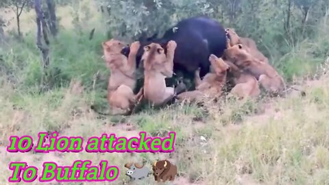 || Buffalo attacked by group of lion and try to save another buffalo ||2022||