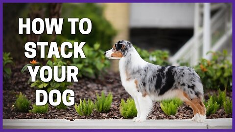 How to SHOW your dog Stacking