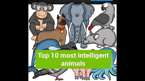 Top 10 Most Intelligent Animals In The Words In2023