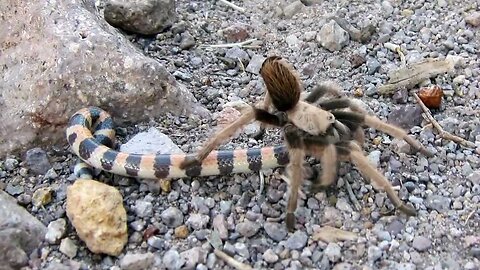 Tarantula captures snake on Siphon Draw Trail Arizona