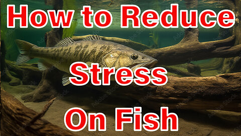 Putting Stress on Fish