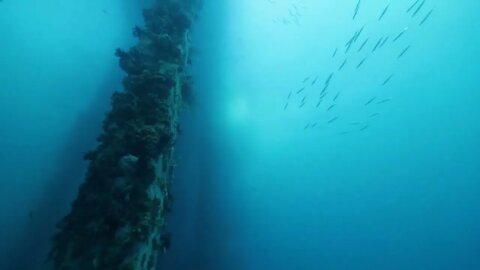 School of fish swimming in the blue ocean with corals on underwater posts