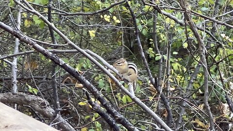 Chippy on a branch contemplating life