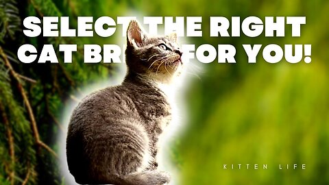 A Purrfect Fit Your Guide to Selecting the Right Cat Breed