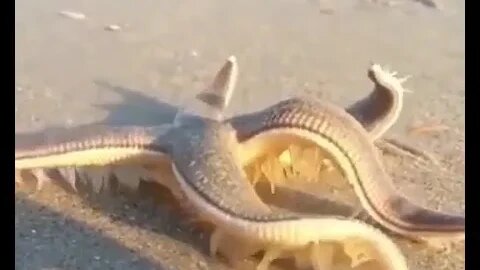 Starfish returns to the ocean after high tide