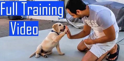 How Dog train at Home Like Pro |How dogs train at home like trainer