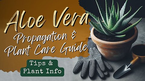 Hello Aloe! Propagation and Plant Care Guide: Tips and Plant Info 🌿