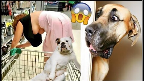 Animal Funny video|Naughty dog |Dog is amazing