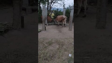 Two Indian cows fighting among each other to eat grass.#Shorts,#cows,#Indian_cows,#gowmatha,#animal