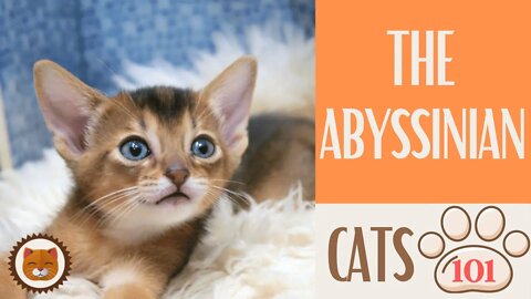 🐱 Cats 101 🐱 ABYSSINIAN CAT - Top Cat Facts about the ABYSSINIAN