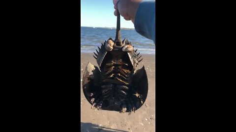 My first horseshoe crab !