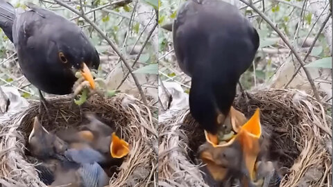 A bird feed to his small child, cute bird