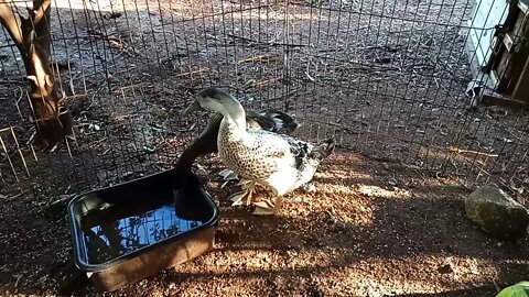 A couple of Indian Runner Ducklings, 2 months old.19th October 2020