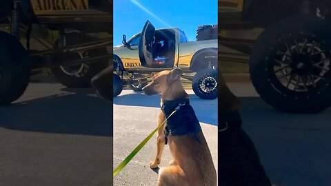 WATCH how my dog gets into the SEMA TRUCK… 🤯😳 #shorts