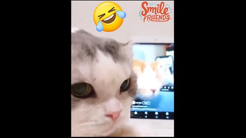 New Funny Videos 2024 😍 Funniest Cats & Dogs Videos🐶😹